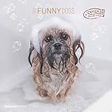 Alpha Edition - Funny Dogs 2025 Broschürenkalender, 30x30cm, Wandkalender mit Platz für Notizen und Termine, lustige Hunde-Motive, Monatsübersicht und Ferientermine DE/AT/CH